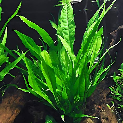 AquaLeaf Aquatics 4 Package Species Aquarium Plants - Java Fern (Microsorum), Hornwort (Ceratophyllum demersum), Amazon