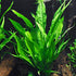 AquaLeaf Aquatics 4 Package Species Aquarium Plants - Java Fern (Microsorum), Hornwort (Ceratophyllum demersum), Amazon