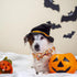 Elegant Little Tail Dog Collar, Fall Pumpkin Holiday Pet Collar, Adjustable Halloween Bow Collar for Large Dogs