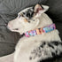 Elegant little tail Colorful Pattern Dog Collar, Durable Adjustable Pet Collar for X-Large Dogs