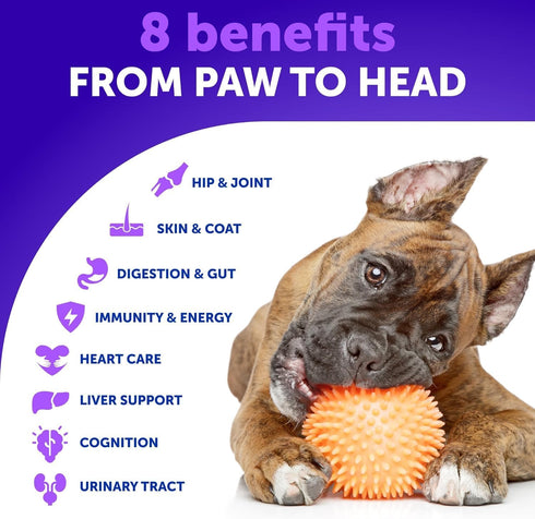 20 1 Immunity, 70 in Dog Multivitamin with Glucosamine - Chewable Dog Vitamins and Supplements - Senior & Puppy