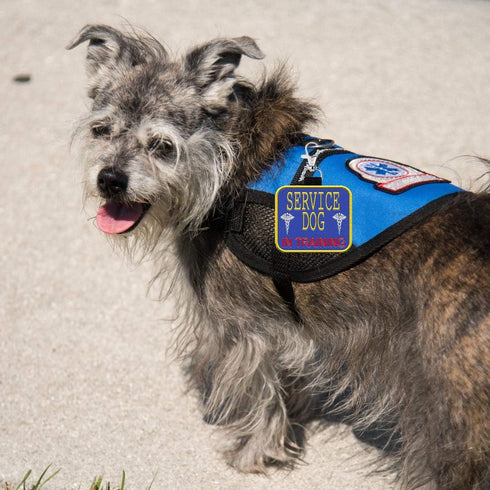 "Service Dog in Training" Clip On Identification Patch Tag - Includes Five Handout Cards for Service Dog Vest