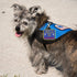 "Service Dog in Training" Clip On Identification Patch Tag - Includes Five Handout Cards for Service Dog Vest