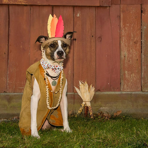 Elegant little tail Dog Collar with Bow, Thanksgiving Turkey Bow for Large Dogs