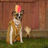 Elegant little tail Dog Collar with Bow, Thanksgiving Turkey Bow for Large Dogs