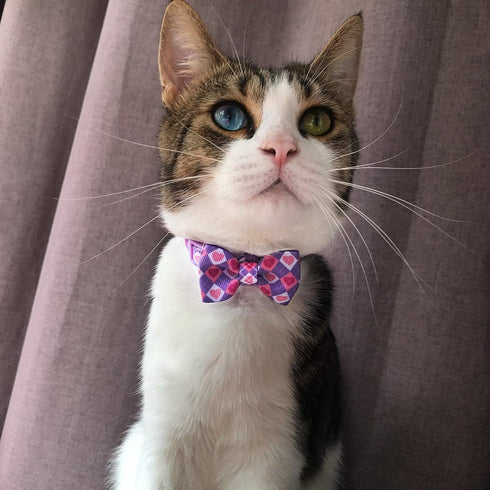 azuza 2 Pack Valentine's Day Cat Collar with Bell, Breakaway Collars with Cute Bowtie, Adjustable from 8"-12" (Cute