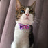 azuza 2 Pack Valentine's Day Cat Collar with Bell, Breakaway Collars with Cute Bowtie, Adjustable from 8"-12" (Cute