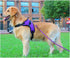 6FT/8FT/10FT Classic Rope Dog Leash, Strong Lightweight 1/2” Nylon Leash for Medium Large Dogs, Basic Walking, Hiking,