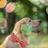 Elegant Little Tail Dog Collar, Rainbow Pet Collar for LGBT Pride Month, Adjustable Collar for Large Dogs