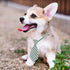 Segarty 30 PCS Dog Ties and Bows, Plaid Pet Neck Ties Grooming Accessories for Small Medium Dogs, Birthday Photography
