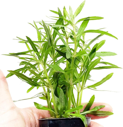 PLANTEREST BUY2GET1FREE Pogostemon Octopus Potted Live Aquarium Plant Tropical Freshwater Decorations