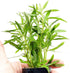 PLANTEREST BUY2GET1FREE Pogostemon Octopus Potted Live Aquarium Plant Tropical Freshwater Decorations