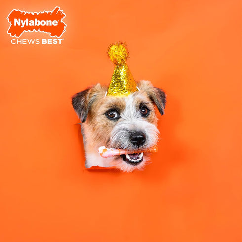 70th 15 lbs (1 Count) Nylabone Limited Edition Birthday Textured Bone Power Chew Toy for Dogs, Durable & Tough Dog Toys
