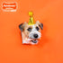 70th 15 lbs (1 Count) Nylabone Limited Edition Birthday Textured Bone Power Chew Toy for Dogs, Durable & Tough Dog Toys
