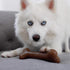 Bulkster Durable Chew Toy for Aggressive Chewers - Real Bacon, Made in USA, Small