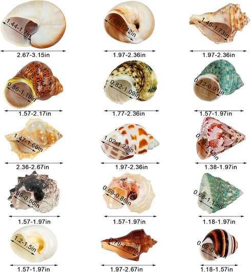 15PCS Natural Hermit Crab Shells, Sea Conch Size 1.6"-3.2", Turbo for Small to Medium Crabs