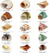 15PCS Natural Hermit Crab Shells, Sea Conch Size 1.6"-3.2", Turbo for Small to Medium Crabs