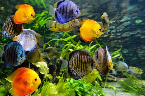 Aquatic Foods Inc. Mexico50 Freeze Dried California Blackworms with Our Beef Heart Mix for Discus, Cichlids, All