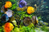Aquatic Foods Inc. Mexico50 Freeze Dried California Blackworms with Our Beef Heart Mix for Discus, Cichlids, All