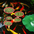 5pcs Round Aquarium Floating Plant Rings, Foam Fish Feeding Rings for Bettas and Goldfish