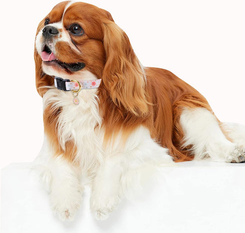 Cotton Handmade Dog Collar - Beige Daisy with Pendant for Small Medium Large Dogs, Cute Ideal for Girl Boy Dogs, Large