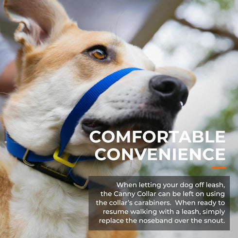 Canny Collar No-Pull Dog Collar - Gentle Head Collar for Dogs, Training Tool for Easier Walking, Purple