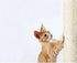 TRIXIE Replacement Sisal Post for Scratching Posts, Cat Trees and Cat Towers, 3.5 in x 11.8 in (9 x 30 cm)