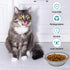 300PCS Disposable Cat Food Bowls & 2PCS Stainless Steel Bowls, Small Paper Plates for Cat Dog Feeding