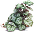 Woyrise Reptile Artificial Plants for Terrarium Decor, Amphibian Habitat Hideout Bearded Dragon