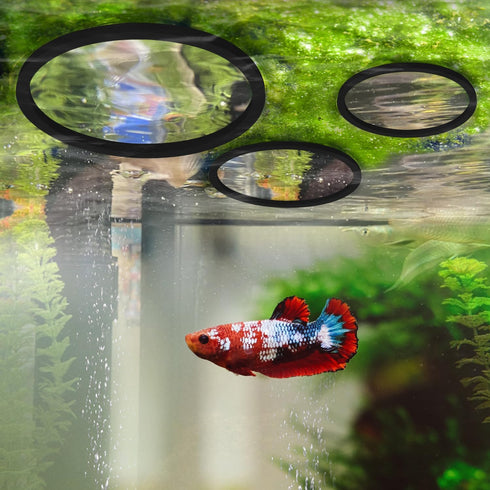 5pcs Aquarium Floating Plant Rings, 5 Sizes Foam Fish Feeding Rings for Keeping Floating Plants in Place, Black