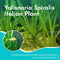 6 Pack Jungle Valisnaria Spiralis - Bare Root : Live Aquarium Plants for Healthy Aquatic Ecosystems, Excellent