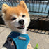 Best Pet Supplies - All Weather Mesh Reflective No Pull Harness for Small Medium Dogs Cats - Turquoise, M