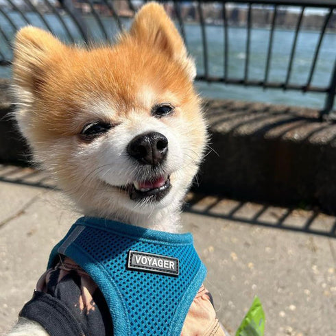 Best Pet Supplies No Pull Harness for Small, Medium Dogs, Cats - All Weather Mesh, Reflective, Turquoise, S
