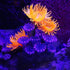 TOPINCN Artificial Coral, Luminous Silicone Coral Sea Anemone for Fish Tank Landscape