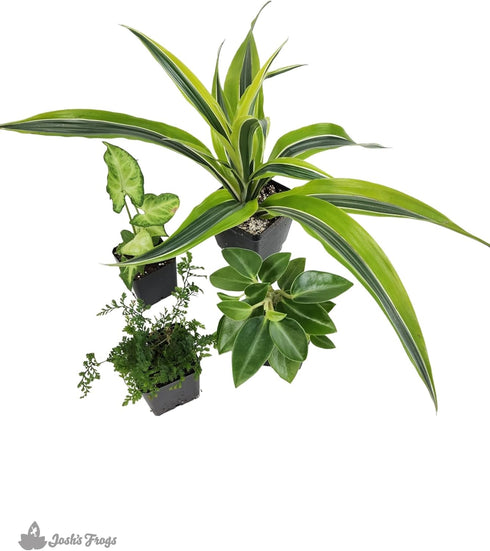 18x18x25 Josh's Frogs Crested Gecko Vivarium Plant Kit