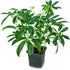 Josh's Frogs Chameleon Vivarium Plant Kit