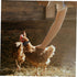 4pcs Nylon Chicken Collar for Rooster - No Crow Band Noise Collars, 2 Pack for Poultry