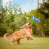 Dinosaur Dog Toy, Blue Plush Squeaky Chew Toy for Small, Large, and Big Dogs, Birthday Dog Toys