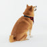 Personalized Dog Bandana with Name Custom Funny Neckwear Dog Scarf Triangle Bibs Kerchief Pet Costume Accessories