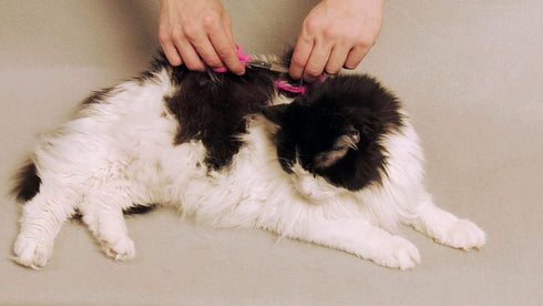 SCAREDY CUT NO Buzz Dog Clippers, Tiny Trim Safety Scissor, Silent Low Noise Grooming Clipper, Right Handed Pink