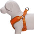 Blueberry Pet 4 Colors Better Basic Dog Harness Vest, Orange Fusion, Chest Girth 17" - 21"