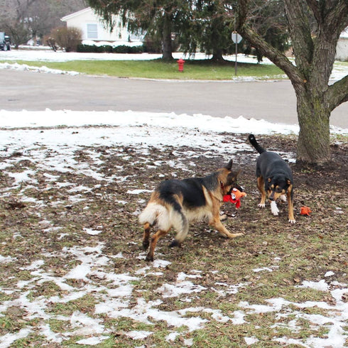 Jalousie Multipack Dog Squeaky Toys, Strong Almost Indestructible Chew Toys (5 Pack Tough)