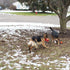 Jalousie Multipack Dog Squeaky Toys, Strong Almost Indestructible Chew Toys (5 Pack Tough)