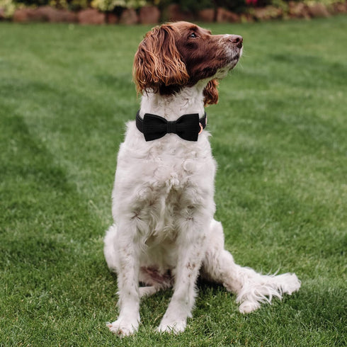 Black Dog Collars for Small Dogs, Cute Corduroy Dog Collar with Bow Tie, Adjustable Puppy Collars for Small Medium