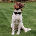 Black Dog Collars for Small Dogs, Cute Corduroy Dog Collar with Bow Tie, Adjustable Puppy Collars for Small Medium