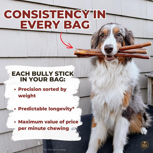 6" 10 Bully Bunches All Natural Standard Braided Bully Sticks - Odour Free, Rawhide Free, Chemical Free - Safe, Long