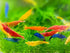 20 + Mixed Color Neocaridina Live Freshwater Aquarium Shrimps for Aquarium Beeding