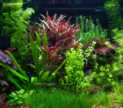 2 1 Dwarf Hairgrass Eleocharis Parvula Live Aquarium Plants Carpeting Plant for Aquatic Freshwater Fish Tank Buy GET