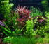 2 1 Dwarf Hairgrass Eleocharis Parvula Live Aquarium Plants Carpeting Plant for Aquatic Freshwater Fish Tank Buy GET