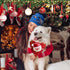Christmas Dog Bandanas, Adjustable Pet Christmas Triangle Scarf Stylish Breathable Dog Bib with Buckle Design for Fall